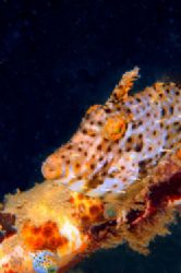 FILEFISH.D70,105mm.
Kapalai,Sabah by Frankie Tsen 